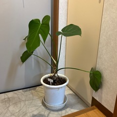 観葉植物／ウンベラータ（100㎝） 他の画像