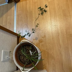 観葉植物／ウンベラータ（100㎝） 他の画像