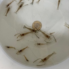 テナガエビ🦐
の画像
