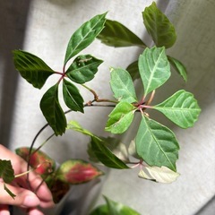 １本　ヘンリーヅタ 植物　ツルの画像