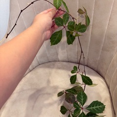 １本　ヘンリーヅタ 植物　ツルの画像