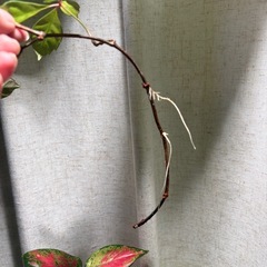 １本　ヘンリーヅタ 植物　ツルの画像