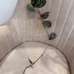 ピペル　シルバティクム　観葉植物の画像