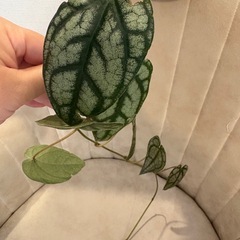 ピペル　シルバティクム　観葉植物の画像