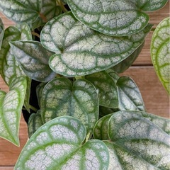 ピペル　シルバティクム　観葉植物の画像