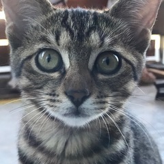 猫🐱友達募集
