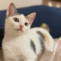 約3ヶ月ミケ猫2匹(1匹のみ譲渡OK)人馴れ甘えん坊