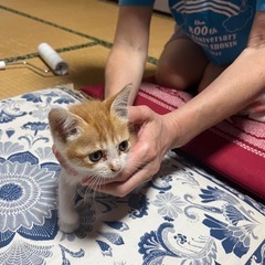 元気な茶太郎です