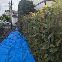 生け垣 ( 垣根 ) 等の剪定作業 / 通年(詳細本文記載)