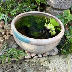 ホテイアオイ　水草　金魚　メダカの画像