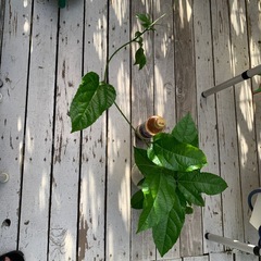 パッションフルーツ鉢植えの画像