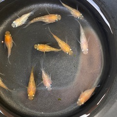 お取り引き中！メダカ　王華ダルマ　半ダルマ　幼魚　10匹セットの画像
