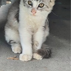 サバ白の子猫ちゃん里親募集　大分慣れては来てます。長い目で…