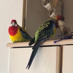 ナナクサインコ　オスメスペアの一歳の子の里親募集です