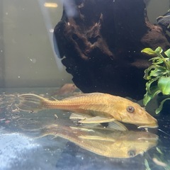 熱帯魚　プレコの画像