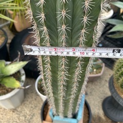 武輪柱　鉢ごとの画像