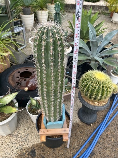 武輪柱　鉢ごと