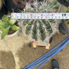武輪柱　鉢ごとの画像