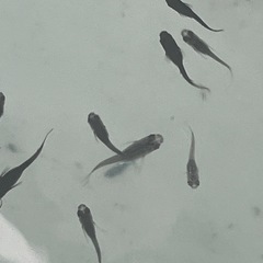 オロチ  メダカ　8匹セットの画像