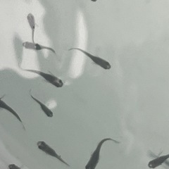 オロチ  メダカ　8匹セットの画像