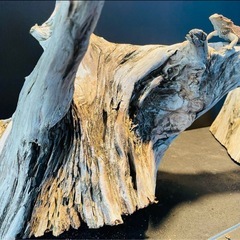 流木NO16の画像