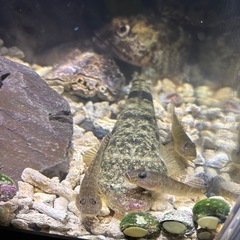 マゴチ の画像
