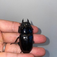 オオクワガタSR血統89.5ミリ同腹♀３頭セットの画像