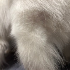 【長野エリア】秋の皮膚ケア❄️🐾