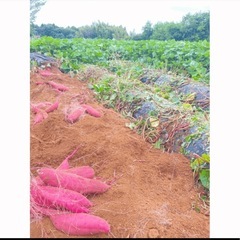 茨城県産　紅はるか　15キロ　オトショップ　焼き芋向き　土付き の画像