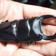佐賀県産オオクワガタ ♂78ミリ ♀50.7ミリ ペアの画像