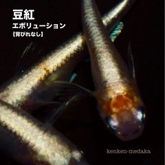 メダカ 豆紅エボリューションの画像
