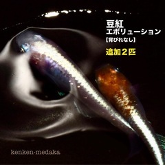 メダカ 豆紅エボリューションの画像