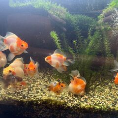 ダルマ琉金　当歳魚　金魚の画像