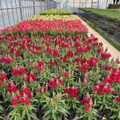 金鱼草の画像