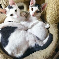 4ヶ月オス甘えん坊子猫アメショから産まれました