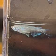 9月23日メダカ各種の画像