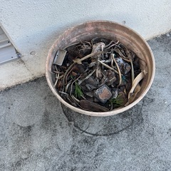 鉢　大きめの画像