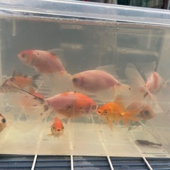 金魚　6cm〜11cm 1匹400円の画像