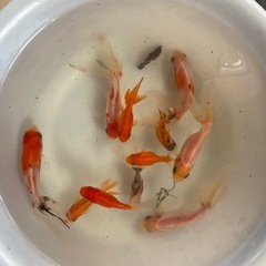 金魚　6cm〜11cm 1匹400円の画像