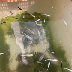メダカ  品種不明の画像