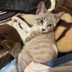 キジトラ赤ちゃん