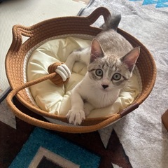 キジトラ赤ちゃん - 函館市