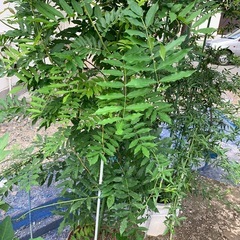 藤の鉢植え
の画像