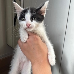 子猫　
