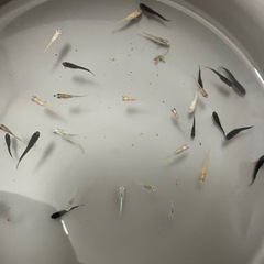 メダカＭＩＸ幼魚30匹の画像