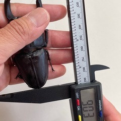 NESiA896 ♀２頭（同腹最大90.3）の画像