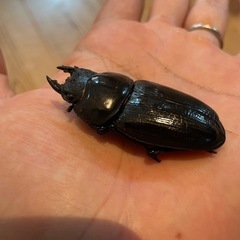 NESiA896 ♀２頭（同腹最大90.3）の画像