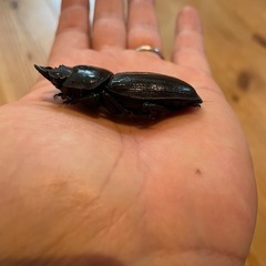 NESiA896 ♀２頭（同腹最大90.3）の画像