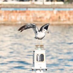 ニコン AF-S NIKKOR 300mm f/2.8G ED VR II（美品・防湿庫保管）の画像