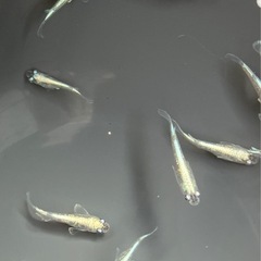 🌸グリーンエメラルド1匹250円🌸の画像